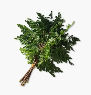 Fresh organic moringa leaves Curaçao