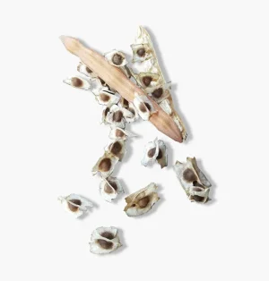 Organic fresh moringa seeds Curaçao