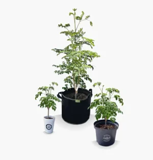 Moringa Oleifera Starter trees. Grow your own Curaçao