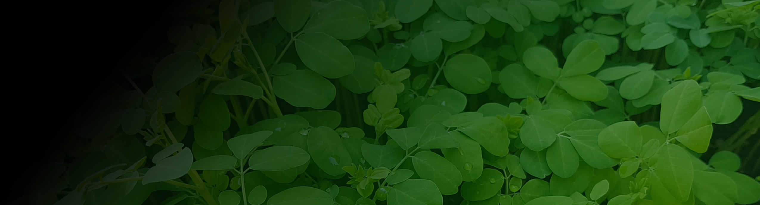 Header Background Moringa Curaçao Header Background Moringa Curaçao