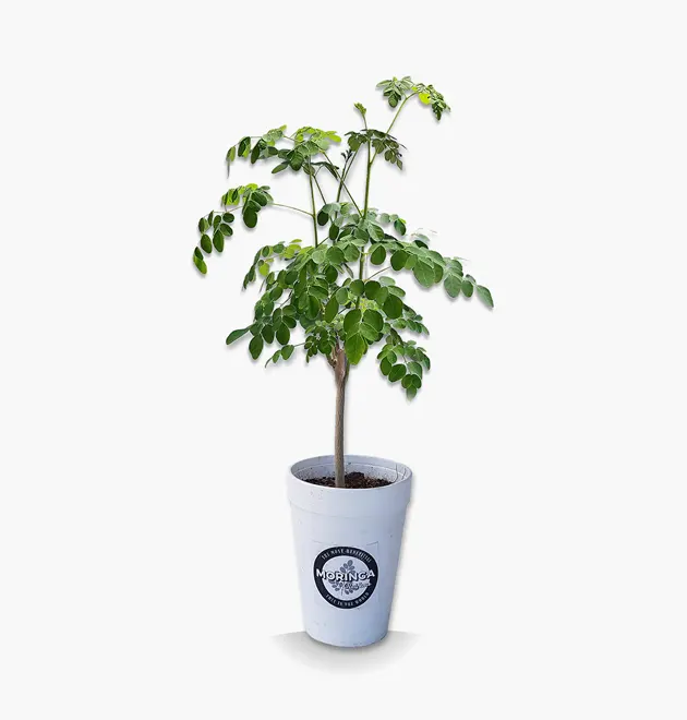 Small Moringa starter tree Curaçao Small Moringa starter tree Curaçao Grow You Own